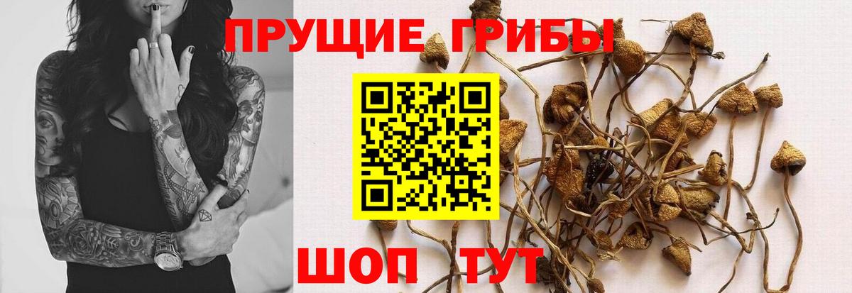 Псилоцибиновые грибы Magic Shrooms Гай